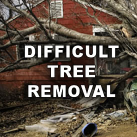 Trussell's Tree Service - call 817-526-6945