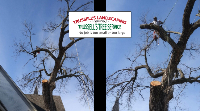 Church Property Tree Service
