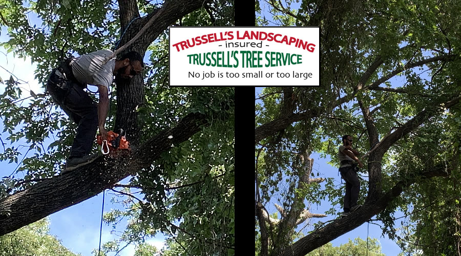 Trussell's Tree Service - Call 817-526-6945