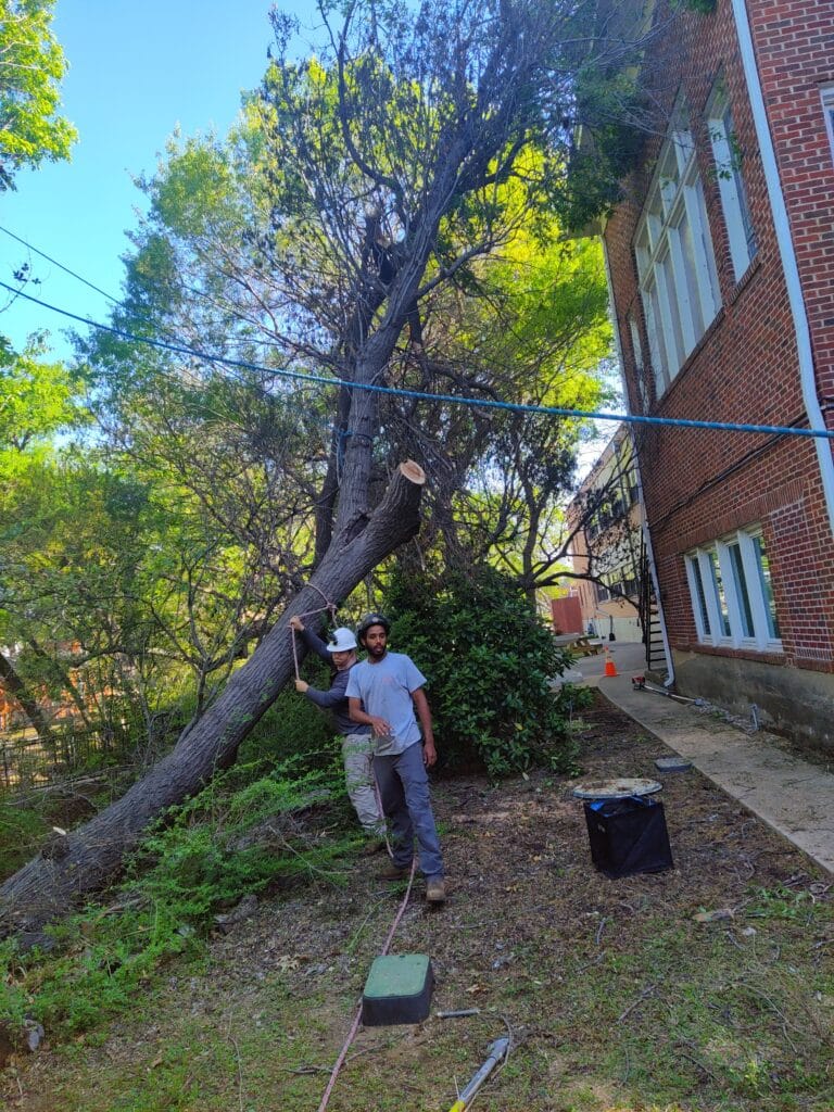 Dallas tree removal services.