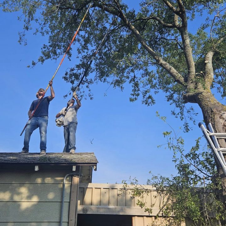 a couple of men on a roof with a tree