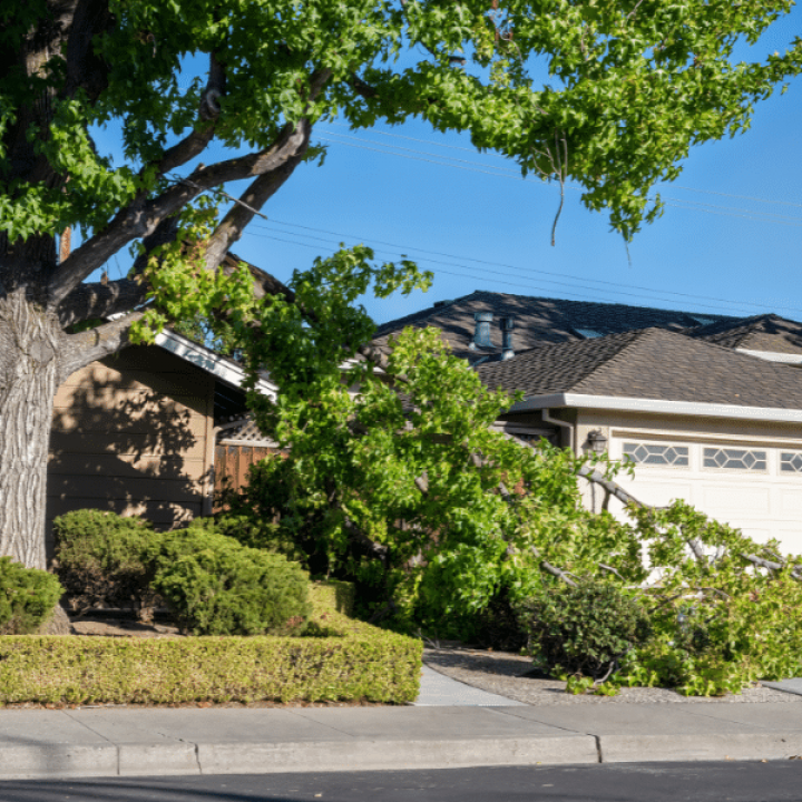 emergency tree services emergency tree services
